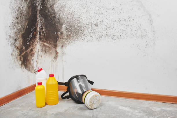 Best Residential Mold Removal  in Marquette, MI