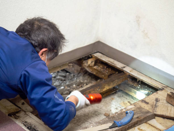 Trusted Marquette, MI Mold Removal Experts