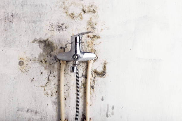Best Black Mold Removal  in Marquette, MI