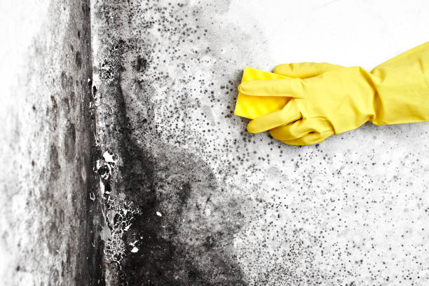 Best Crawl Space Mold Removal  in Marquette, MI