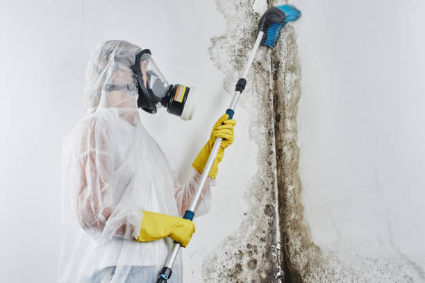 Best Mold Cleaning Services  in Marquette, MI