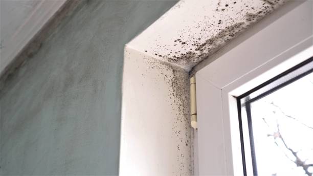 Certified Mold Removal in Marquette, MI