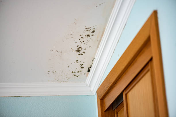 Best Affordable Mold Removal  in Marquette, MI