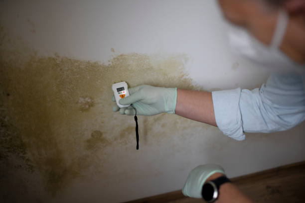 Best Mold Testing  in Marquette, MI