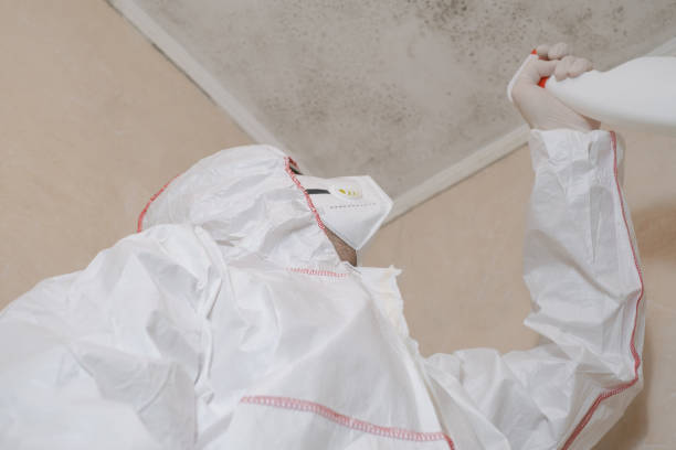 Best Certified Mold Removal  in Marquette, MI