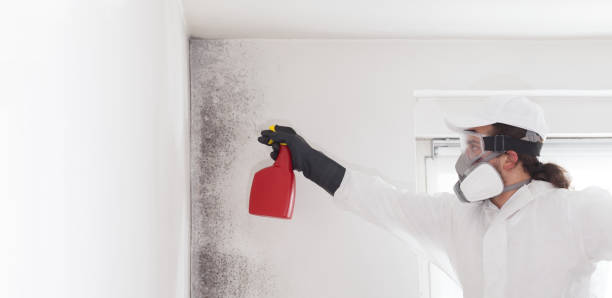 Best Certified Mold Removal  in Marquette, MI