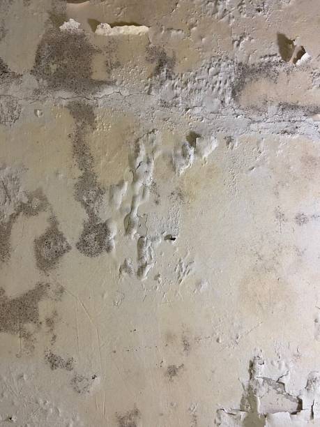 Best Fast Mold Removal  in Marquette, MI