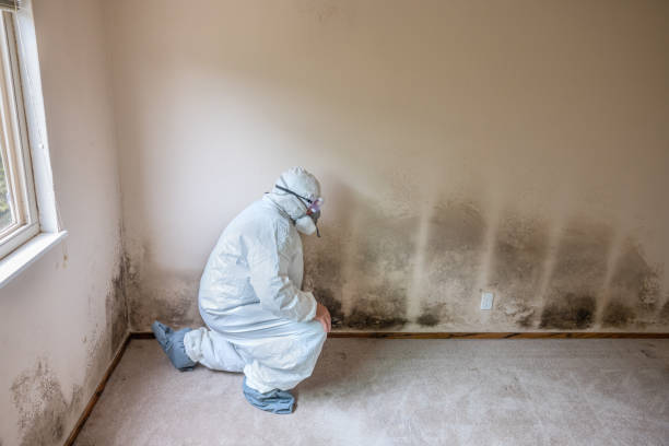 Best Fast Mold Removal  in Marquette, MI