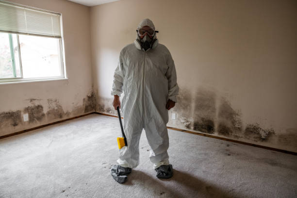 Home Mold Removal in Marquette, MI