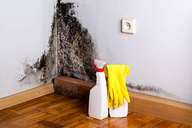 Best Mold Removal Company Near Me  in Marquette, MI