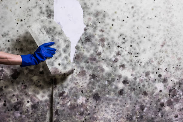 Best Mold Testing  in Marquette, MI
