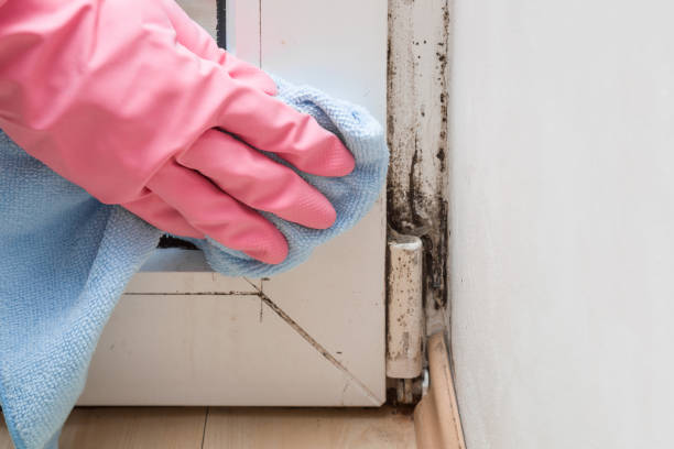 Best Mold Remediation Services  in Marquette, MI